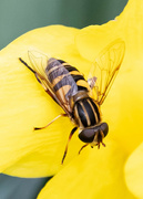 25th Mar 2024 - Hoverfly