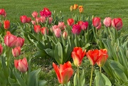 25th Mar 2024 - Tulips