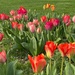 Tulips by tunia