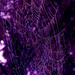 purping the web