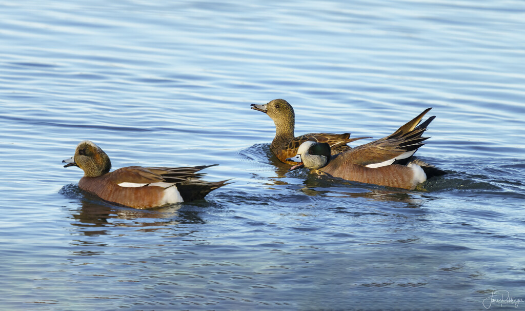 American Wigeons  by jgpittenger