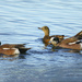 American Wigeons  by jgpittenger