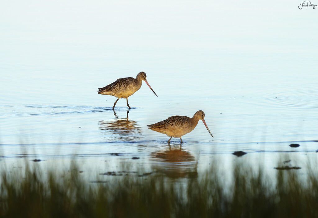 Two Marbled Godwits Looking for Breakfast by jgpittenger