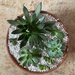 Succulents by monicac