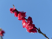 24th Mar 2024 - Peach Blossom