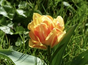 25th Mar 2024 - A Rather Unusual Tulip