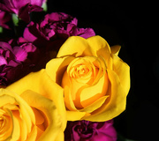 25th Mar 2024 - Friendship Roses