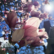 20th Mar 2024 - Magnolias At Mahj