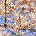 Our Cherry Blossoms Are In Bloom by yogiw