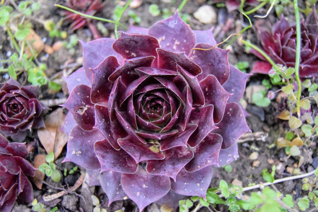 Succulent by dragey74