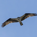 Osprey by kvphoto