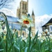 Spring at the Cathedral 