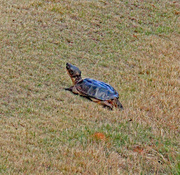 16th Mar 2024 - March 16 Turtle C U IMG_8728