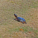 March 16 Turtle C U IMG_8728 by georgegailmcdowellcom