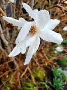 23rd Mar 2024 - Magnolia in the Rain