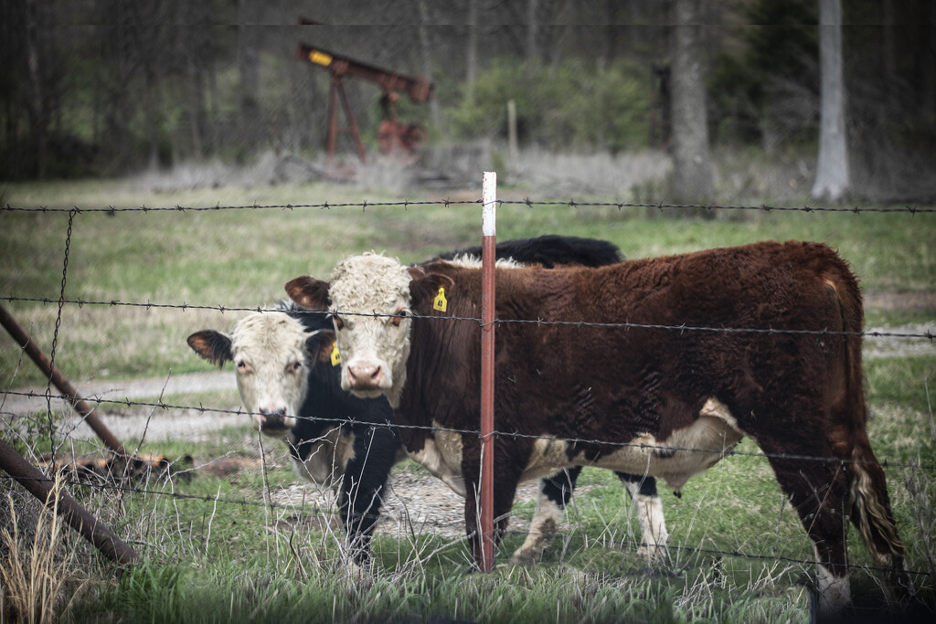 Cattle and Oil by swwoman