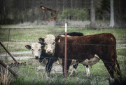 23rd Mar 2024 - Cattle and Oil