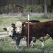 Cattle and Oil by swwoman