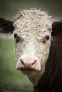 22nd Mar 2024 - Oklahoma Cattle