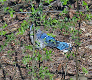 19th Mar 2024 - March 19 Blue Jay On Ground IMG_8731AA