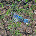 March 19 Blue Jay On Ground IMG_8731AA by georgegailmcdowellcom