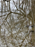 25th Mar 2024 - Ripples in the pond