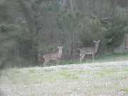 25th Mar 2024 - Deer in Field 