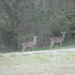 Deer in Field 