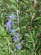 25th Mar 2024 - Into the rosemary
