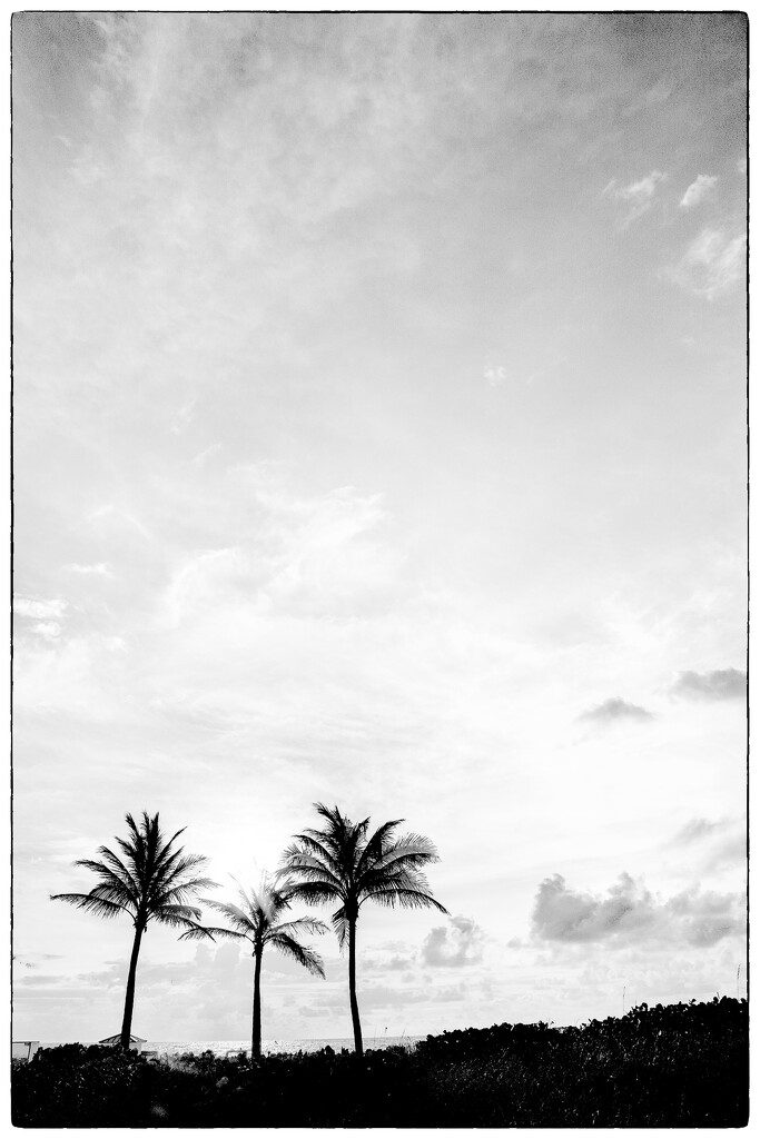 Palm Horizon by pdulis