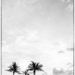 Palm Horizon by pdulis