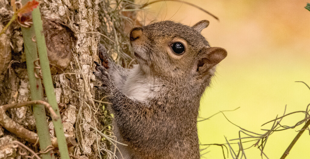 Squirrel, Posing for Me! by rickster549