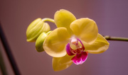 25th Mar 2024 - Finally Got an Orchid on on the Vine!