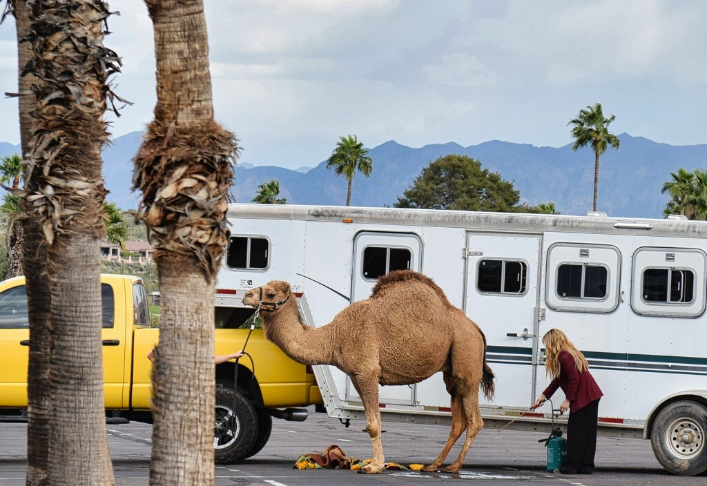 3 24 Camel in the Parking lot. by sandlily
