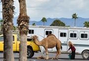 24th Mar 2024 - 3 24 Camel in the Parking lot.