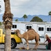 3 24 Camel in the Parking lot. by sandlily