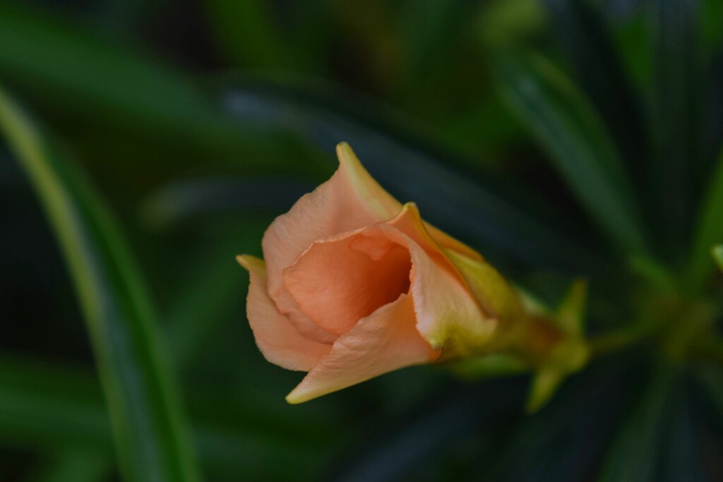 3 24 Peach colored flower opening by sandlily
