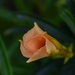 3 24 Peach colored flower opening