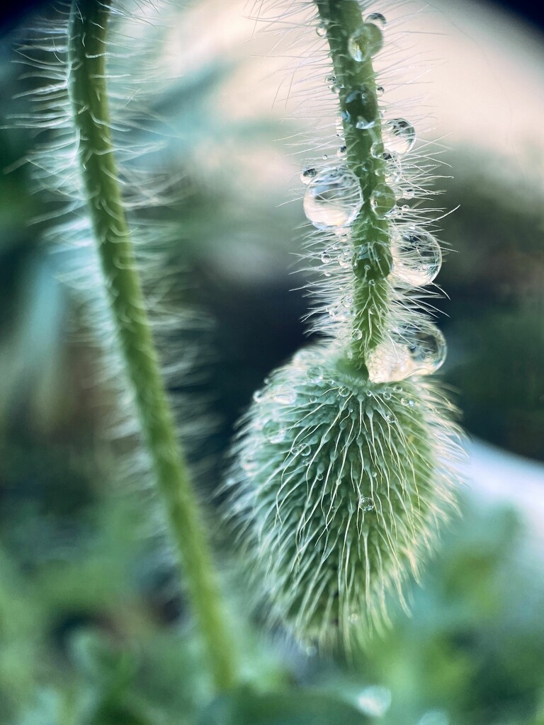 Fuzzy Raindrops  by joysfocus