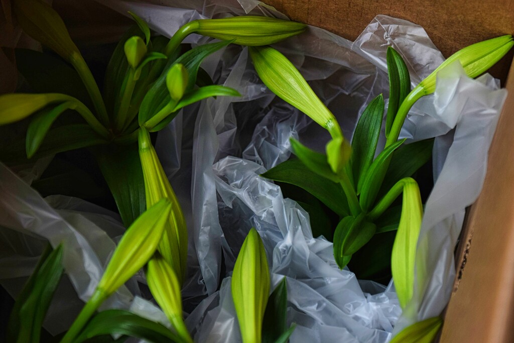3 25 Easter Lilies in a box by sandlily