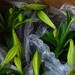 3 25 Easter Lilies in a box