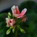 3 25 Geranium blooming by sandlily