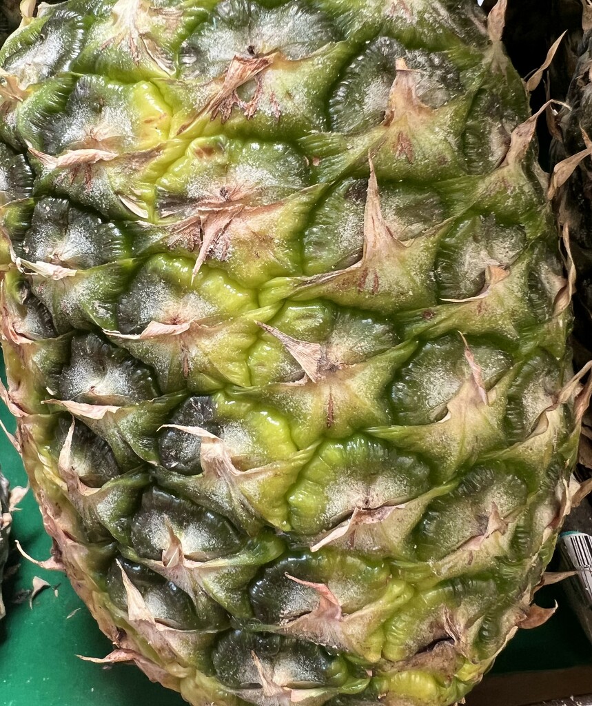 An Unripe Pineapple by peekysweets