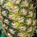 An Unripe Pineapple by peekysweets