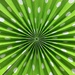 Green Spiral by peekysweets