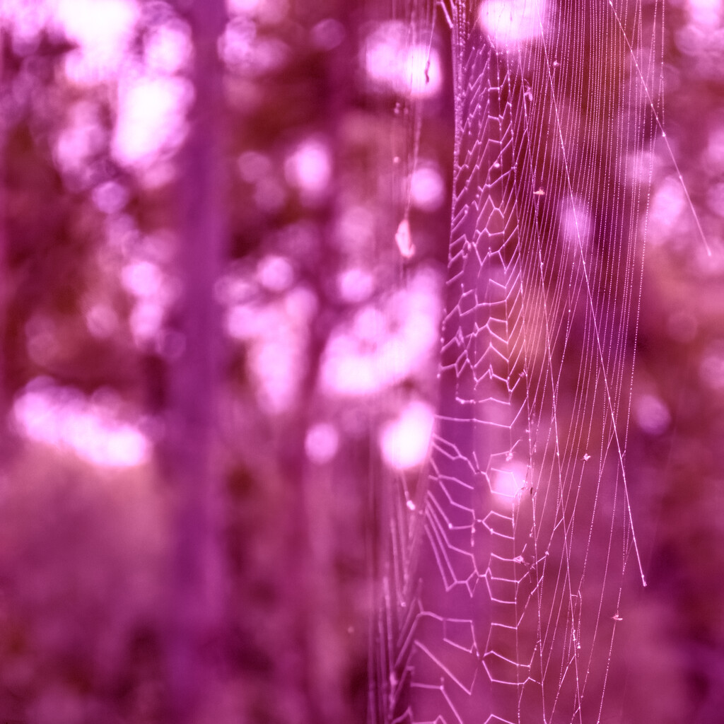 finishing the webs in pink by koalagardens