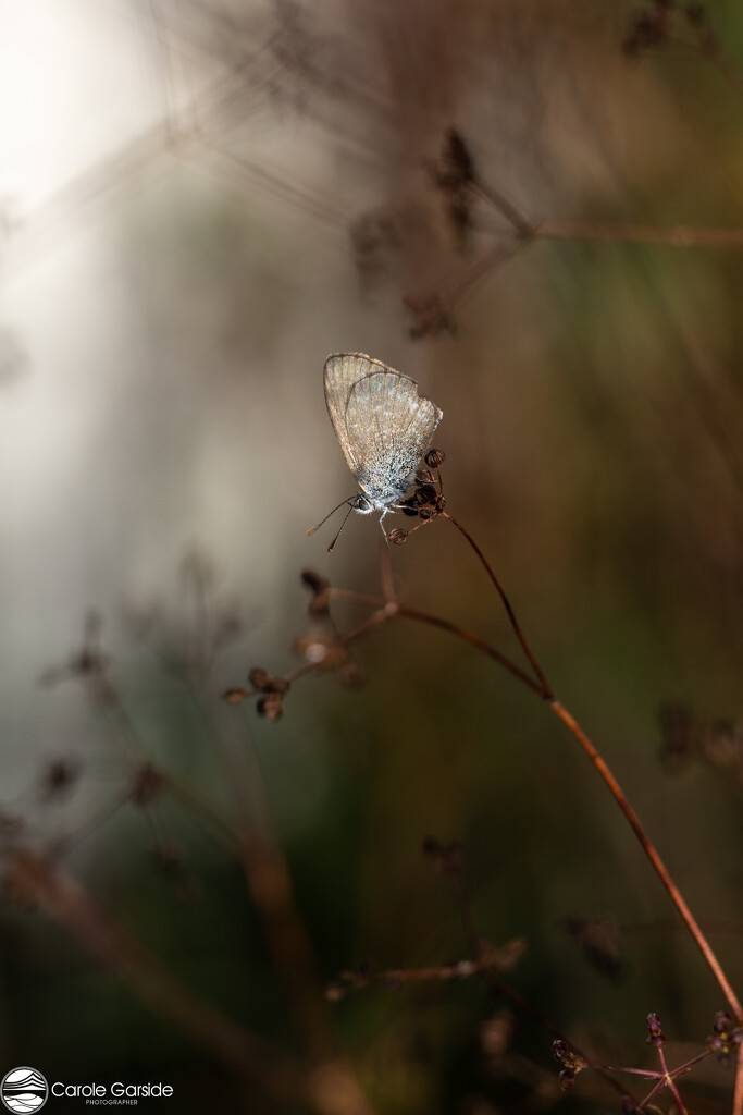 Common Blue Grass Butterfly by yorkshirekiwi