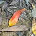 Rainbow orange- found object by pusspup