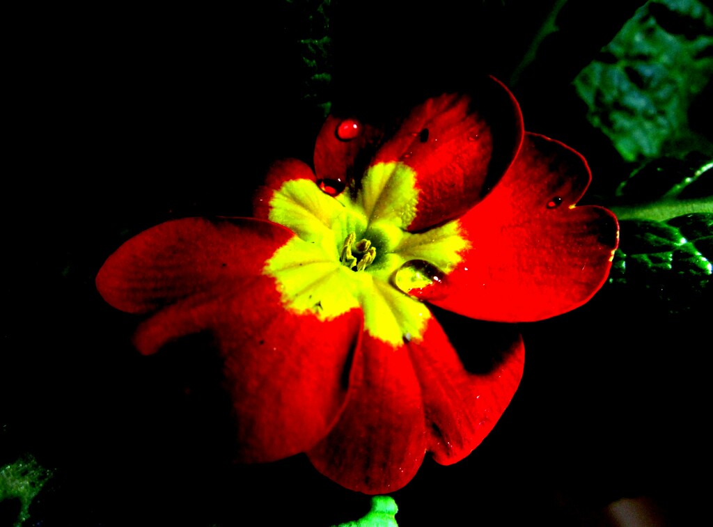 Cvijet by vesna0210
