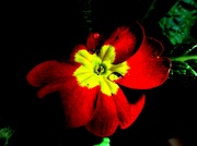 4th Mar 2024 - Cvijet